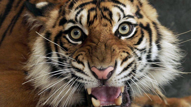 Endangered Species paraguay.jpg